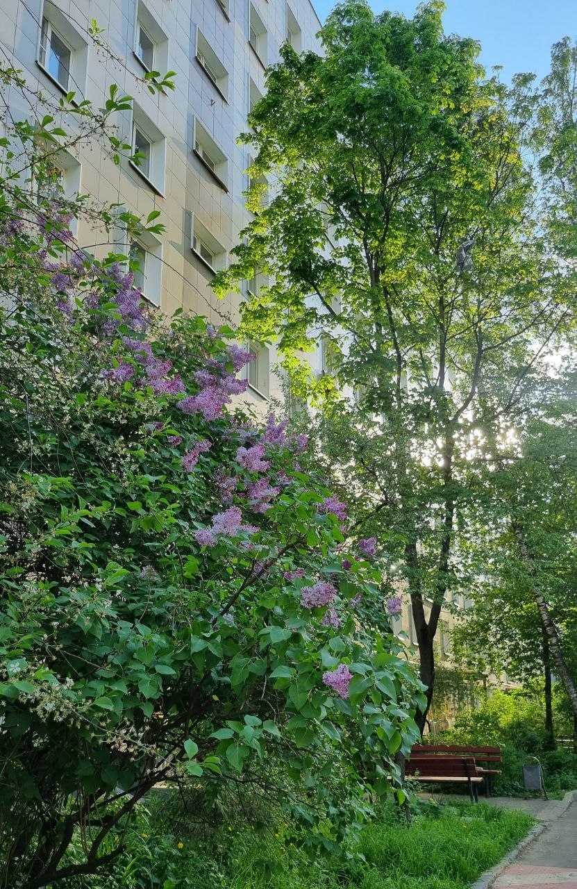 Сдаю однокомнатную квартиру на г Москва, Кленовый б-р, д 6, метро Коломенская, г. Москва