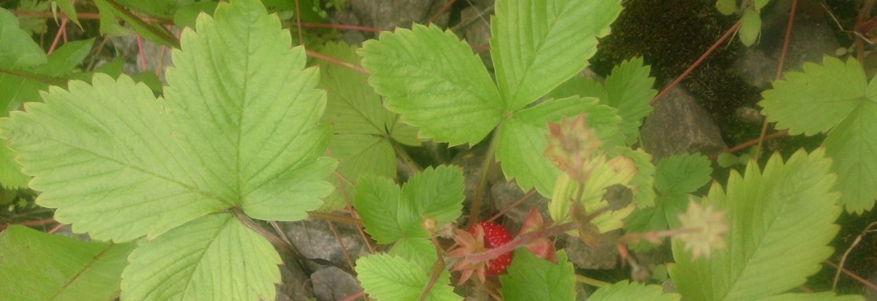 Сдам однокомнатную квартиру на Ягодная улица, 8к1, метро Домодедовская, г. Москва