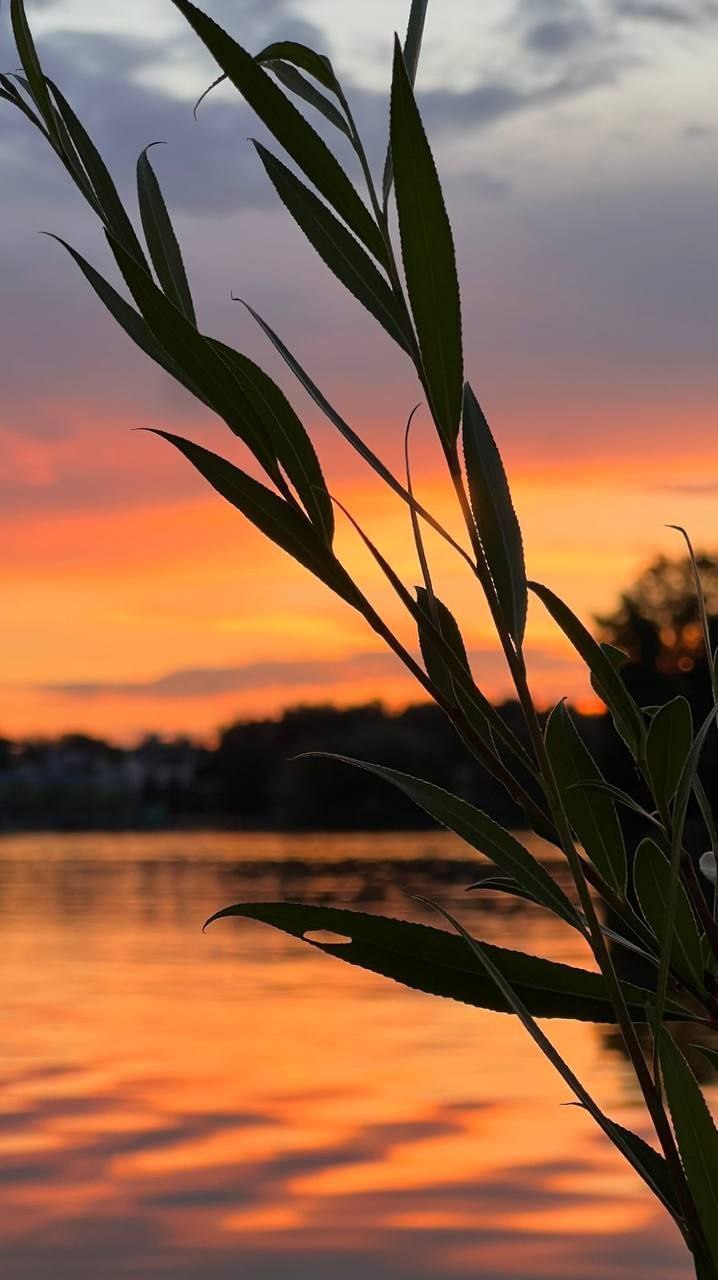 Сдается трехкомнатная квартира на Московская обл, г Красногорск, ул Тенистых Аллей, д 3 к 3, метро Строгино, г. Москва