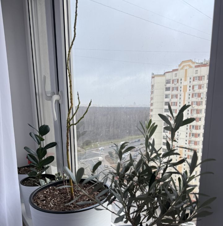 Сдам 1-к квартиру на Лебедянская улица, 32, метро Домодедовская, г. Москва