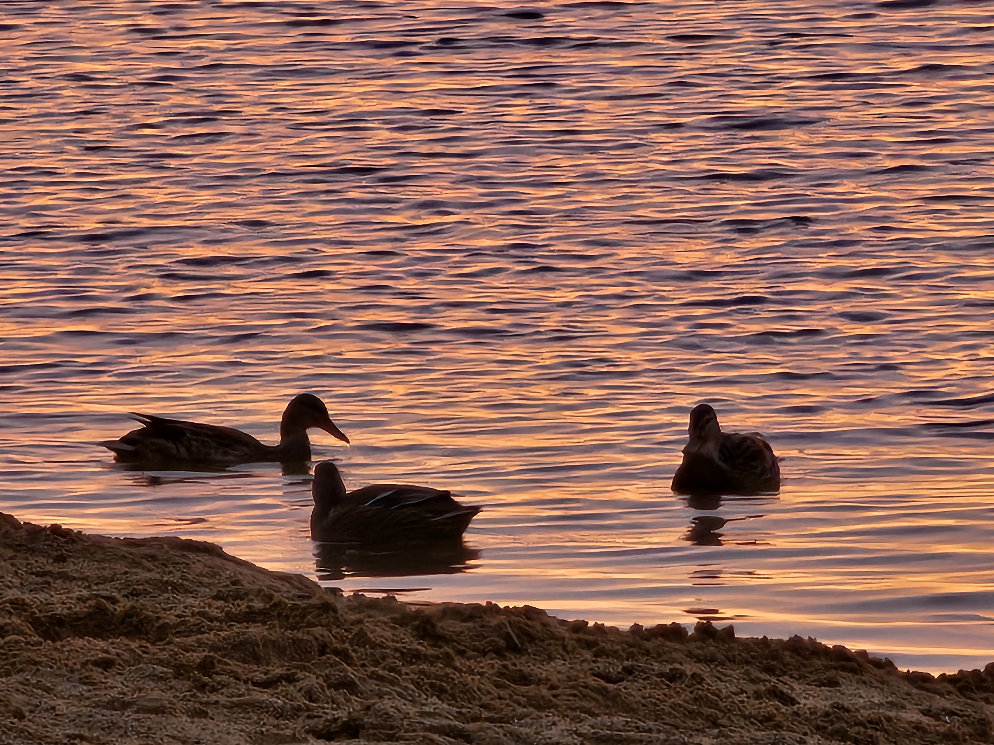 Сдаю 3-комнатную квартиру на Московская обл, г Красногорск, ул Тенистых Аллей, д 3 к 3, метро Строгино, г. Москва